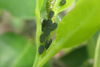 شته سبز مرکبات